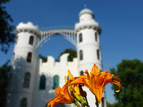 Blumen auf der Pfaueninsel Foto 