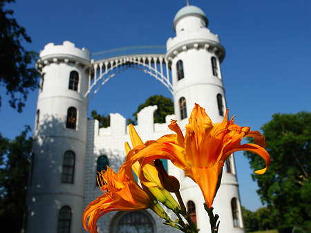 Blumen auf der Pfaueninsel Foto 