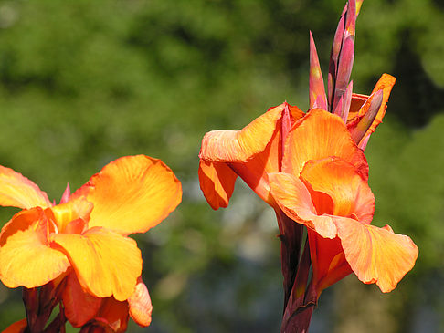 Fotos Planten un Blomen - Wiese am Parksee