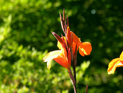 Foto Planten un Blomen - Wiese am Parksee - Hamburg