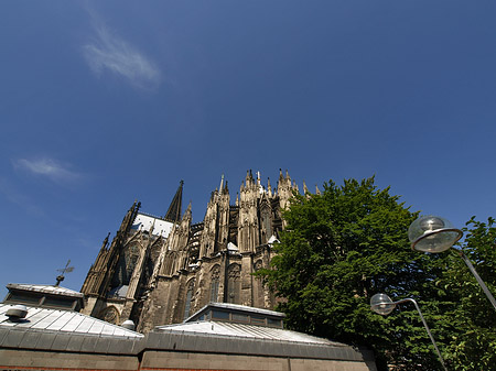 Kölner Dom mit Baum Foto 