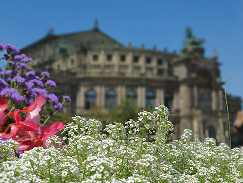 Foto Semperoper mit Blumen